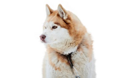 İri yarı köpek yüzlü, izole edilmiş. Sibirya Husky köpeği beyaz arka plan, ağızlık portresi. Tasarım ya da reklam için izole edilmiş komik hayvan.