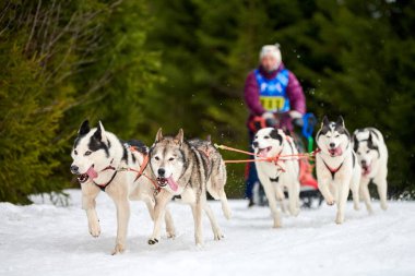 Husky kızak köpek yarışı. Kış köpeği kızak takımı yarışması. Sibirya köpekleri musher ile kızak çeker. Karlı ülkeyi baştan başa geçen yolda etkin çalışma