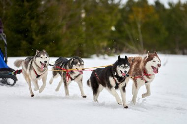 Kızaklı köpek yarışında Koşan Husky köpeği. Kış köpeği kızak takımı yarışması. Koşumlu Sibirya Husky köpeği kayakçı ya da musher kızağı. Karlı ülkeyi baştan başa geçen yolda etkin çalışma