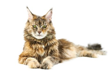 Yetişkin Maine Rakun Kedisi, izole edilmiş. Beyaz arka planda sevimli kaplumbağa kabuklu maine-coon kedi. Kaplumbağa kabuğu renginde komik safkan bir kedi. Stüdyo çekimi, tasarım ya da reklam için uygun..