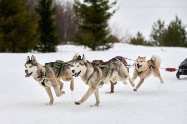 Kızaklı köpek yarışında Koşan Husky köpeği. Kış köpeği kızak takımı yarışması. Koşumlu Sibirya Husky köpeği kayakçı ya da musher kızağı. Karlı ülkeyi baştan başa geçen yolda etkin çalışma