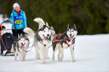 Husky kızak köpek yarışı. Kış köpeği kızak takımı yarışması. Sibirya köpekleri musher ile kızak çeker. Karlı ülkeyi baştan başa geçen yolda etkin çalışma