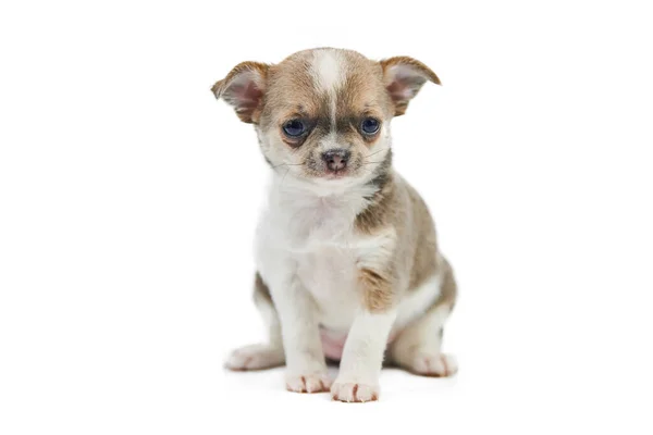 Cuccioli Chihuahua Isolati Piccolo Cane Carino Sfondo Bianco Cane Rifugio — Foto Stock