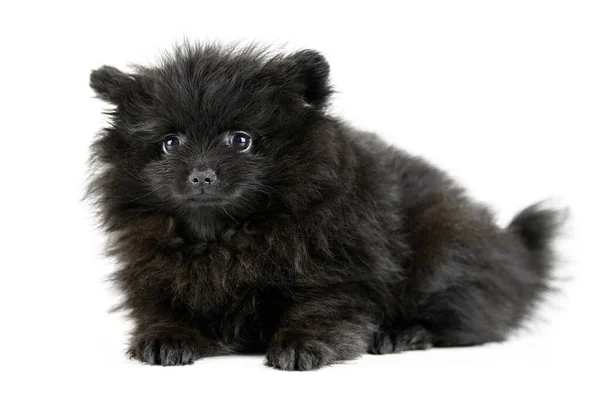Pomeranian Puppy Spitz Isolated Cute Black Pomeranian White Background Family — Stock Photo, Image