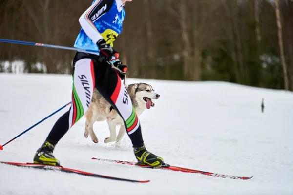 Skijoring Dog Racing Zimní Psí Sportovní Soutěž Sibiřský Husky Pes — Stock fotografie