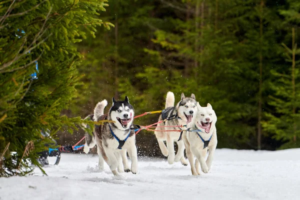 Running Husky dog on sled dog racing. Winter dog sport sled team competition. Siberian husky dog in harness pull skier or sled with musher. Active running on snowy cross country track road