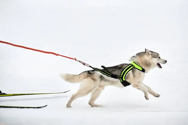 そり犬のレースでハスキー犬を実行しています 冬の犬スポーツそりチーム競争 ハーネスのシベリアのハスキー犬は スキーヤーを引っ張ったり 泥でそります 積極的に雪上クロスカントリートラック道路上で実行 — ストック写真