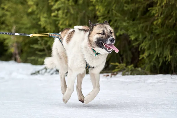 Bieganie Husky Dog Wyścigach Psów Zaprzęgowych Sporty Zimowe Psów Zawody — Zdjęcie stockowe