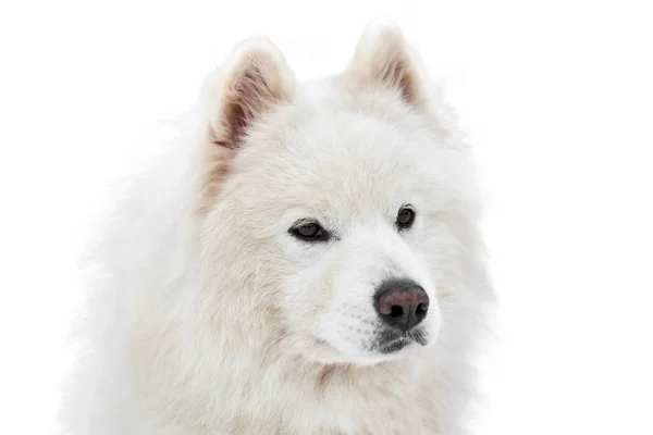 Husky Sled Dog Face Isolated Siberian Husky Dog Breed White — Stock Photo, Image