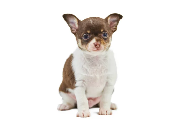 Cuccioli Chihuahua Isolati Piccolo Cane Carino Sfondo Bianco Cane Rifugio — Foto Stock