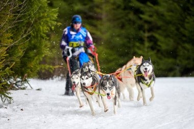 Husky kızak köpek yarışı. Kış köpeği kızak takımı yarışması. Sibirya köpekleri musher ile kızak çeker. Karlı ülkeyi baştan başa geçen yolda etkin çalışma