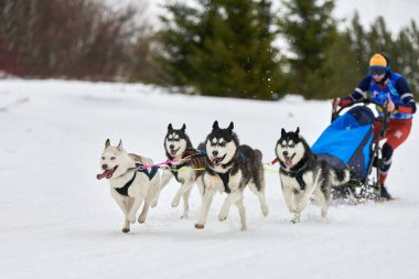 Husky kızak köpek yarışı. Kış köpeği kızak takımı yarışması. Sibirya köpekleri musher ile kızak çeker. Karlı ülkeyi baştan başa geçen yolda etkin çalışma