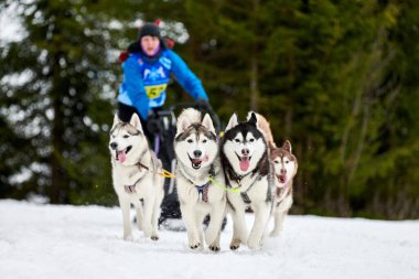 Husky kızak köpek yarışı. Kış köpeği kızak takımı yarışması. Sibirya köpekleri musher ile kızak çeker. Karlı ülkeyi baştan başa geçen yolda etkin çalışma