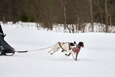 Kızak köpek yarışında koşan Pointer köpeği. Kış köpeği kızak takımı yarışması. Koşumlu İngiliz işaret köpeği kayakçı ya da musher ile kızak. Karlı ülkeyi baştan başa geçen yolda etkin çalışma