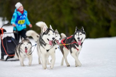 Husky kızak köpek yarışı. Kış köpeği kızak takımı yarışması. Sibirya köpekleri musher ile kızak çeker. Karlı ülkeyi baştan başa geçen yolda etkin çalışma