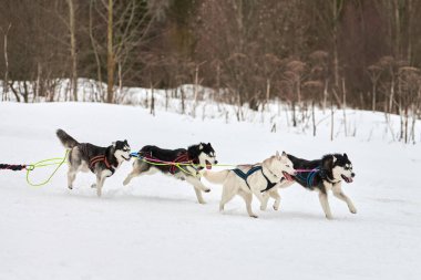 Kızaklı köpek yarışında Koşan Husky köpeği. Kış köpeği kızak takımı yarışması. Koşumlu Sibirya Husky köpeği kayakçı ya da musher kızağı. Karlı ülkeyi baştan başa geçen yolda etkin çalışma