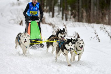Husky kızak köpek yarışı. Kış köpeği kızak takımı yarışması. Sibirya köpekleri musher ile kızak çeker. Karlı ülkeyi baştan başa geçen yolda etkin çalışma