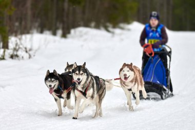 Husky kızak köpek yarışı. Kış köpeği kızak takımı yarışması. Sibirya köpekleri musher ile kızak çeker. Karlı ülkeyi baştan başa geçen yolda etkin çalışma