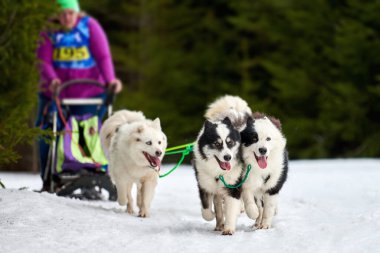 Husky kızak köpek yarışı. Kış köpeği kızak takımı yarışması. Sibirya köpekleri musher ile kızak çeker. Karlı ülkeyi baştan başa geçen yolda etkin çalışma