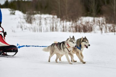 Kızaklı köpek yarışında Koşan Husky köpeği. Kış köpeği kızak takımı yarışması. Koşumlu Sibirya Husky köpeği kayakçı ya da musher kızağı. Karlı ülkeyi baştan başa geçen yolda etkin çalışma