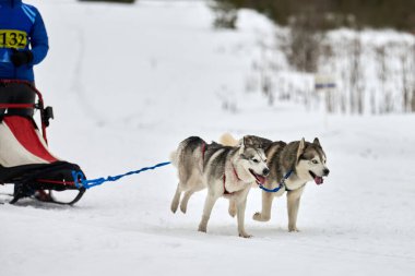 Kızaklı köpek yarışında Koşan Husky köpeği. Kış köpeği kızak takımı yarışması. Koşumlu Sibirya Husky köpeği kayakçı ya da musher kızağı. Karlı ülkeyi baştan başa geçen yolda etkin çalışma