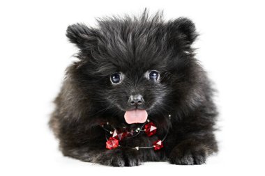Pomeranya köpeği Spitz, izole edilmiş. Kırmızı boncuklu, beyaz arkaplanlı, sevimli siyah bir pomeranian. Aile dostu minik Spitz pon köpeği..