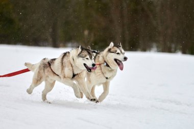 Kızaklı köpek yarışında Koşan Husky köpeği. Kış köpeği kızak takımı yarışması. Koşumlu Sibirya Husky köpeği kayakçı ya da musher kızağı. Karlı ülkeyi baştan başa geçen yolda etkin çalışma
