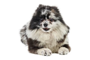 Merle Pomeranya köpek yavrusu Spitz, izole edilmiş. Şirin Pomeranya renginde, beyaz arkaplan. Aile dostu minik Spitz pon köpeği..