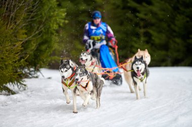 Husky kızak köpek yarışı. Kış köpeği kızak takımı yarışması. Sibirya köpekleri musher ile kızak çeker. Karlı ülkeyi baştan başa geçen yolda etkin çalışma