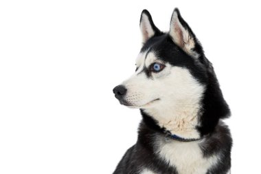 İri yarı köpek yüzlü, izole edilmiş. Sibirya Husky köpeği beyaz arka plan, ağızlık portresi. Tasarım ya da reklam için izole edilmiş komik hayvan.