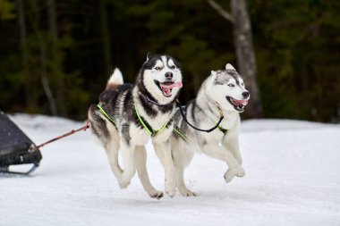Kızaklı köpek yarışında Koşan Husky köpeği. Kış köpeği kızak takımı yarışması. Koşumlu Sibirya Husky köpeği kayakçı ya da musher kızağı. Karlı ülkeyi baştan başa geçen yolda etkin çalışma