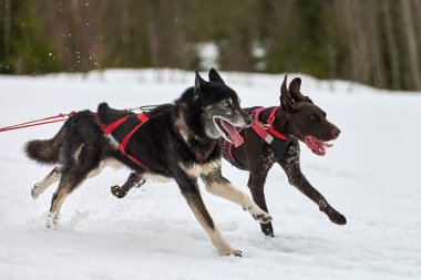 Kızak yarışında Koşan Husky ve Pointer köpeği. Kış köpeği kızak takımı yarışması. Sibirya Husky 'si ve koşumlu İngiliz işaret köpeği kayakçı ya da musher ile kızak. Pistte etkin çalışma