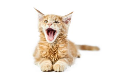 Meowing Maine Rakun Kedisi, izole edilmiş. Beyaz arka planda şirin bir rakun kedi. Küçük komik safkan kedi, bej krem rengi. Stüdyo çekimi, tasarım ya da reklam için uygun..