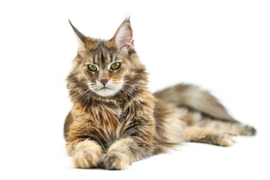 Yetişkin Maine Rakun Kedisi, izole edilmiş. Beyaz arka planda sevimli kaplumbağa kabuklu maine-coon kedi. Kaplumbağa kabuğu renginde komik safkan bir kedi. Stüdyo çekimi, tasarım ya da reklam için uygun..