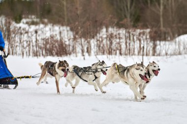 Husky kızak köpek yarışı. Kış köpeği kızak takımı yarışması. Sibirya köpekleri musher ile kızak çeker. Karlı ülkeyi baştan başa geçen yolda etkin çalışma
