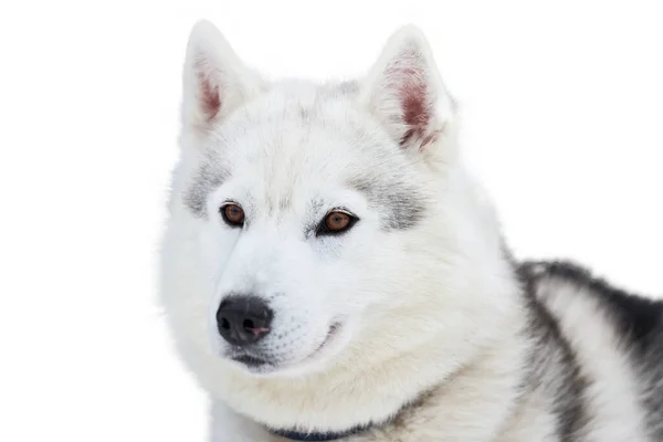 Faccia Cane Slitta Robusta Isolato Siberiano Husky Cane Razza Sfondo — Foto Stock