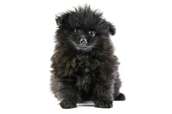 Pomeranské Štěně Spitz Izolované Roztomilé Černé Pomeranian Bílé Pozadí Rodinný — Stock fotografie