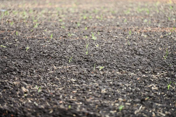 Plowed soil. Close up of arable land soil. Plowed for new season. Agricultural field ready for sowing. Dry outdoor rural land