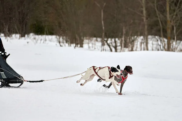 Running Pointer dog on sled dog racing. Winter dog sport sled team competition. English pointer dog in harness pull skier or sled with musher. Active running on snowy cross country track road