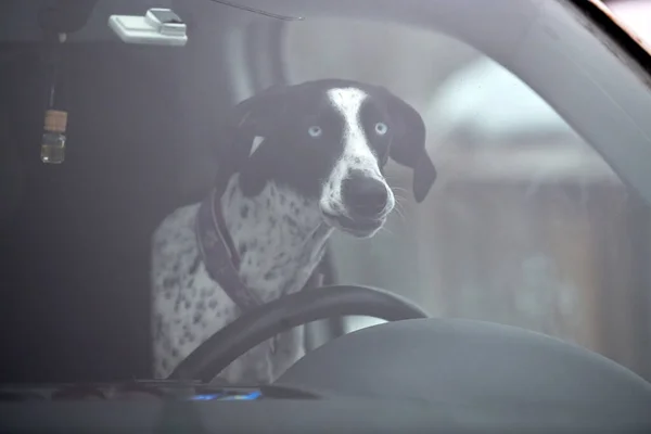 Pointer dog in car, driving travel pet. Dog behind steering wheel locked inside car, looking out car window. Funny english pointer dog travel trip concept. Pet transportation.