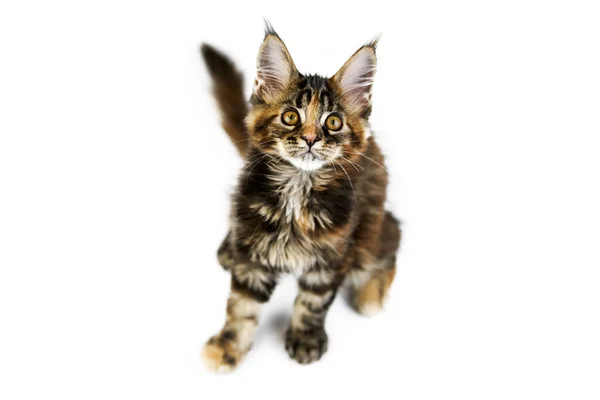 Tortoiseshell Maine Coon Kitten Isolado Gato Maine Casulo Bonito Fundo — Fotografia de Stock