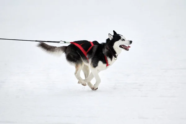 Husky Hond Rennen Sledehond Racen Wintersport Slee Team Competitie Siberische — Stockfoto