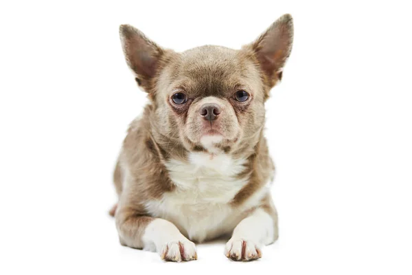 Perro Chihuahua Adulto Aislado Pequeño Perrito Lindo Sobre Fondo Blanco — Foto de Stock