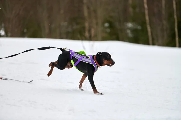 犬ぞりのレースだ 冬の犬スポーツ大会 ドバーマン犬がスキーヤーを引っ張る スノークロスカントリートラックロードでのアクティブなスキー — ストック写真