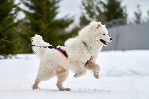 Samoyed Köpeğini Kızakla Yarıştırmak Kış Köpeği Kızak Takımı Yarışması Koşumlu — Stok fotoğraf