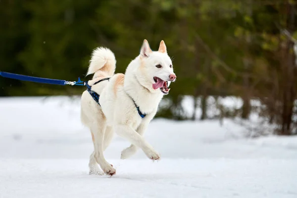 Kızaklı Köpek Yarışında Koşan Husky Köpeği Kış Köpeği Kızak Takımı — Stok fotoğraf