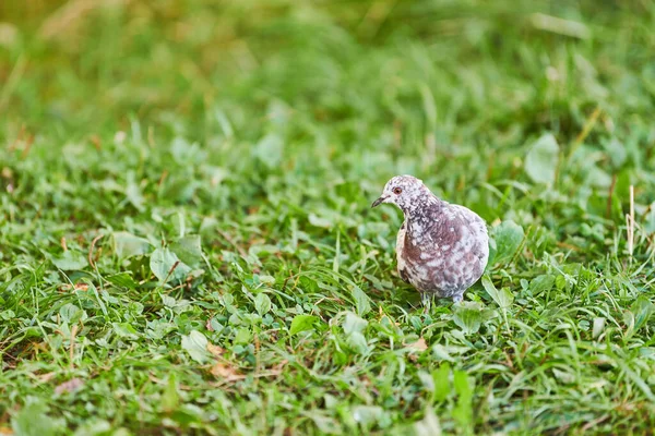 Pomba Relva Pombo Procura Comida Cor Pena Multicolorida Branco Preto — Fotografia de Stock