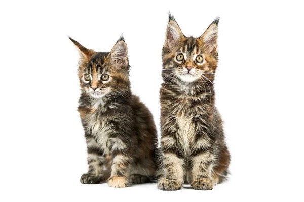 Two Maine Coon Kittens Isolated Cute Tortoiseshell Maine Coon Cats — Stock Photo, Image