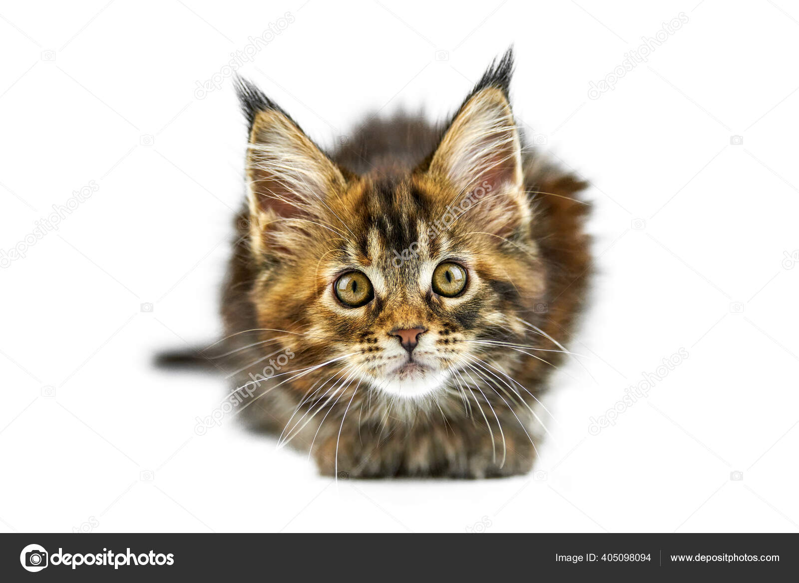 Tortue Enfer Chaton Coon Maine Isole Mignon Chat Maine Coon Image Libre De Droit Par Travelarium C Tortue Enfer Chaton Coon Maine Isole Mignon Chat Maine Coon Image Libre De Droit Par Travelarium C