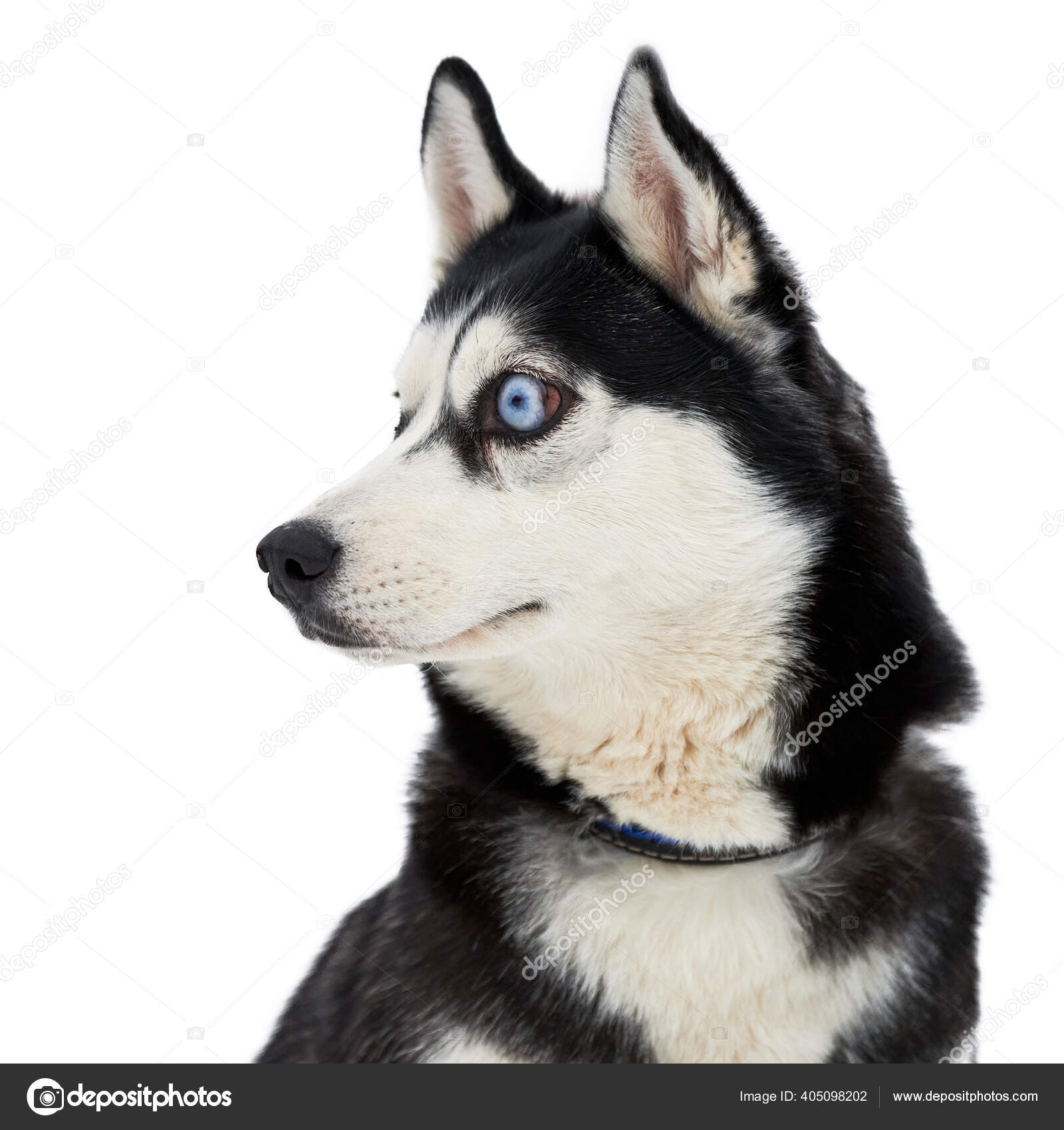 有趣的哈士奇的脸大大的惊讶的眼睛孤立的可爱的震惊的眼神被吓呆了的西伯利亚胡斯基人疯狂的设计——图库图片© travelarium #405098202, image size:1600x1700